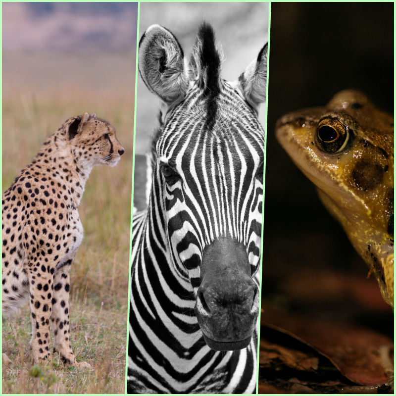 Cheetah Zebra Frog & Digital Transformation with ERP Software