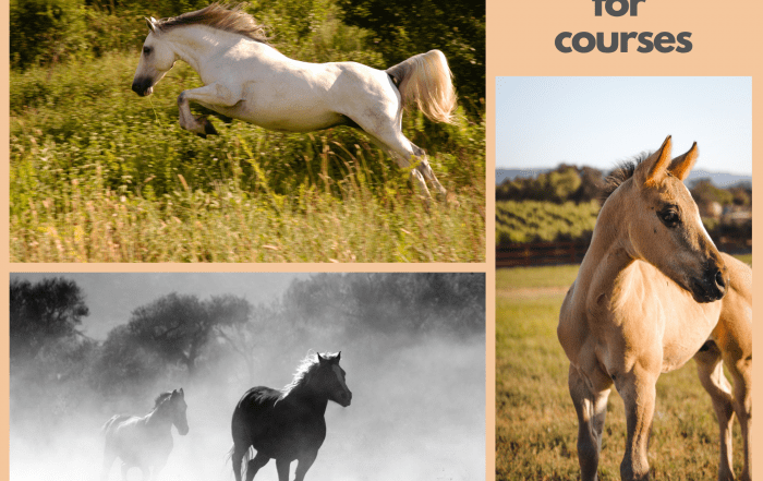 Horses for courses - software as a solution from ZEST I-O